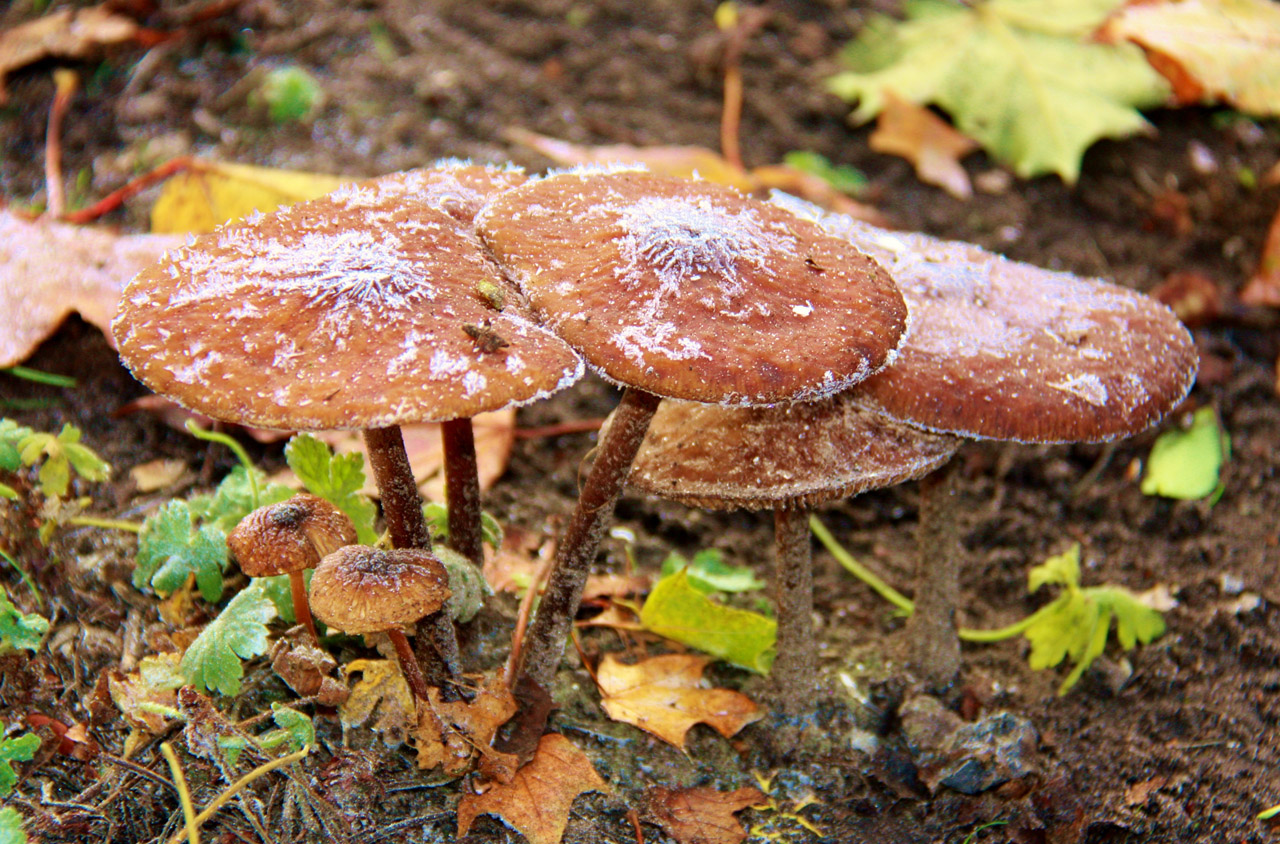 Impressionen-Pilze mit Frosthaeubchen